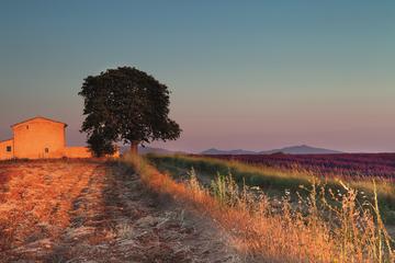 Small-group Full-Day Lavender Tour from Avignon