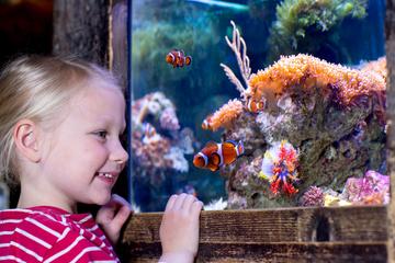 SEA LIFE Minnesota Aquarium at the Mall of America