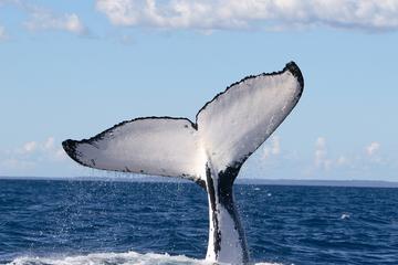 Phillip Island Whale Watching Tour