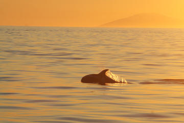Croisière d'observation des baleines sous le soleil de minuit à...
