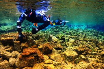 Schnorcheln im Nationalpark Thingvellir und Walbeobachtungstour ab ...