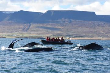 Small-Group Whale Watching from Akureyri