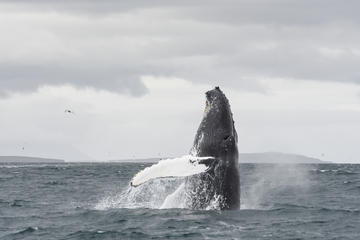 Whale Watching and Horse Riding from Akureyri
