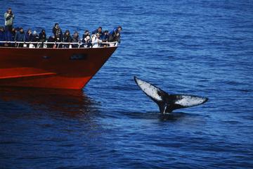Whale Watching Tour from Reykjavik Old Harbour