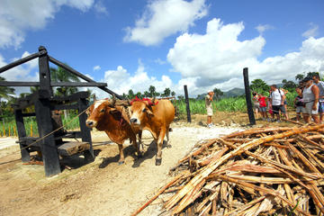 Bayahibe Countryside Safari from La Romana