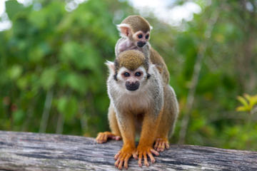 Monkeyland and Plantation Safari from La Romana