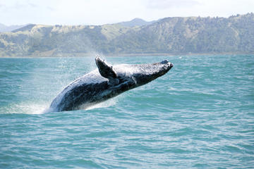 Whale Watching and Bacardi Island day trip from Punta Cana
