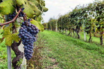 Half-Day Wine Country Tour