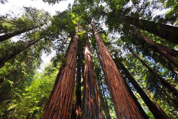 Muir Woods and Sausalito Tour Afternoon Tour