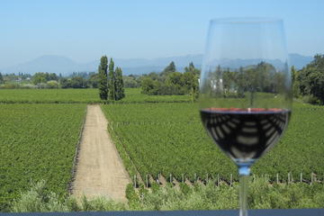 Small-Group Vintage Wine Country Tour