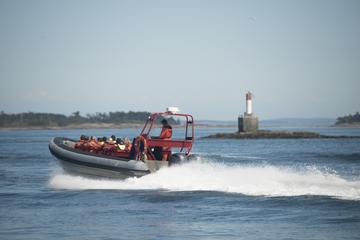 Victoria Zodiac Boat Whale Watching Tour