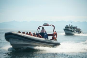Whale Watching Marine Wildlife Excursion from Victoria