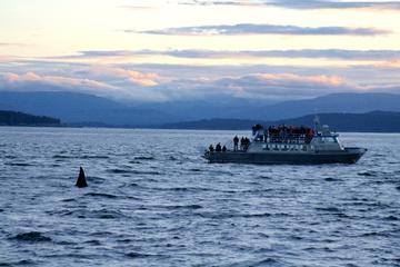 Whale Watching with Butchart Gardens and Butterfly Gardens from Victoria