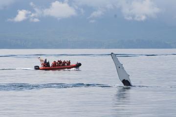 Zodiac Whale Watching Marine Wildlife Excursion from Victoria