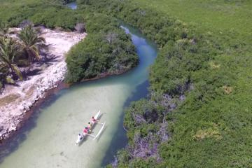 Mangrove Kayak Ecotour from Galion Beach