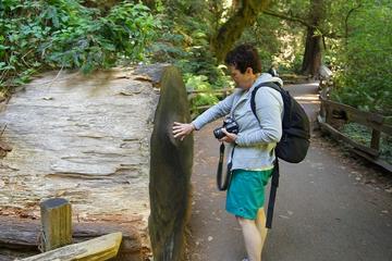 Coastal Redwoods Visit with San Francisco Hop-On Hop-Off Tour