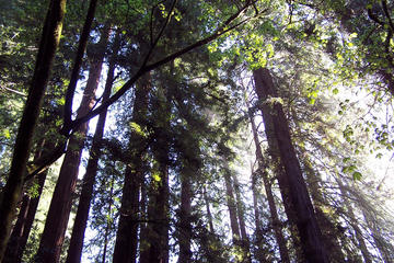 Nature Wildlife Package to California's Redwoods with Aquarium and Zoo Visit