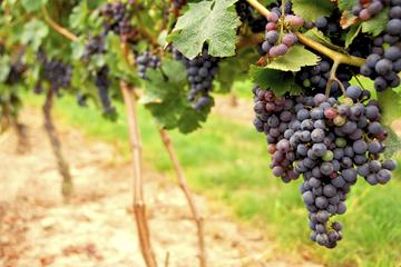 Wine Experience Day Trip to Napa and Sonoma by Luxury Motorcoach