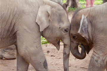 Chiang Mai: 1-Day Elephant Nature Park Exploration