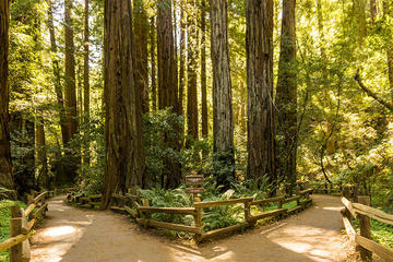 Woods and Wine: Half Day Sonoma Wine Tour plus Muir Woods National Monument