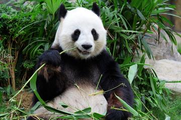 Essential Chongqing Day Tour with Giant Panda Viewing