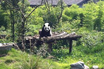 Private Day Tour: Dujiangyan Panda Base and Dujiangyan Irrigation Project from Chengdu