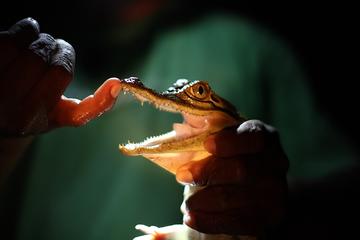 Solimoes River Piranha Fishing and Alligator Watching Tour