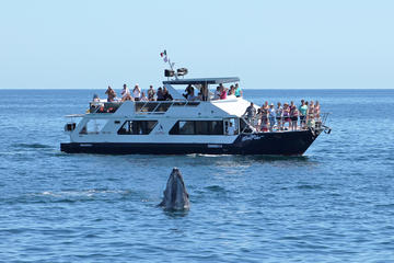 3.5-Hour Snorkel and Lunch Cruise in Los Cabos