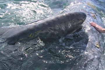 Journey of the Gray Whale 5-Day Expedition from La Paz