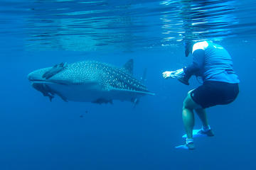 Journey to the Sea of Cortez and Whale Sharks