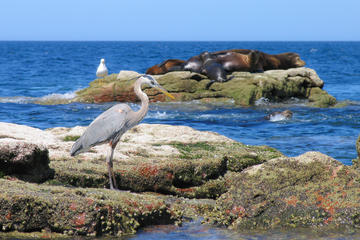 Marine Life Adventure from La Paz