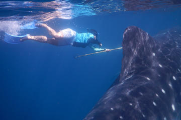 Sharks and Rays - Women Researchers in Science