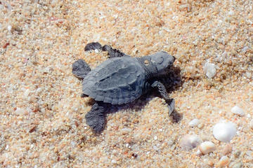 Snorkel and Sea Turtle Adventure!