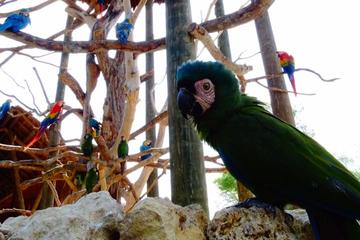 National Aviary Private Tour
