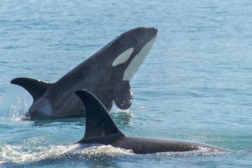 Orca Quest Cruise