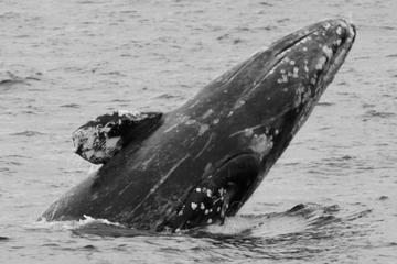 Day Trip Seward Shore Excursion:  Gray Whale Watching Cruise near Seward, Alaska 
