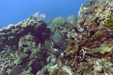 Coral Reef Discovery Tour