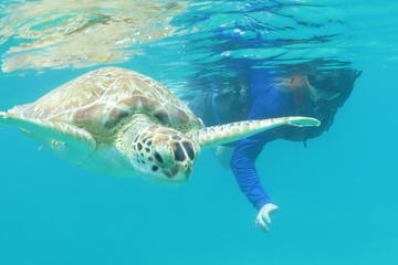 Kayak and Sea Turtle Snorkel with Beach Break