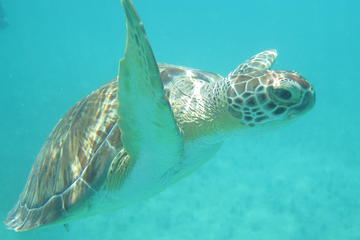 Sea Turtle Snorkel and Nature Walk Tour