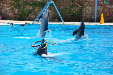 Dolphin Show Sharm El Sheikh