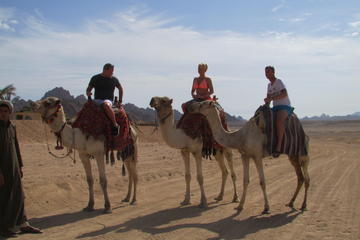 Sharm El Sheikh Camel Safari