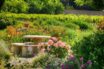 Winery Tour and Wine Tasting in Carcassonne
