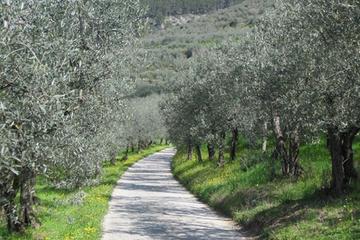 Bike and Wine day tour from Assisi to Spello Cycling Culture and wine-tasting lunch
