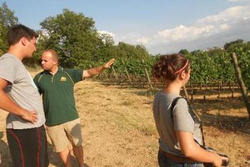 Emotional Winery and Oil mill Tour in Montefalco