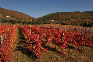 Food, Wine and Extra Virgin Olive Oil Tasting in Umbria