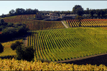 Private Full-day Umbria Wine Experience from Assisi