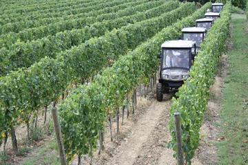 Vineyards Eco-Tour on Board of Electric off-road cars with Wine Tasting