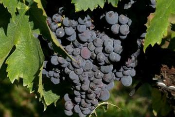 Wine and Olive Oil Tour From Assisi: Discover and Taste