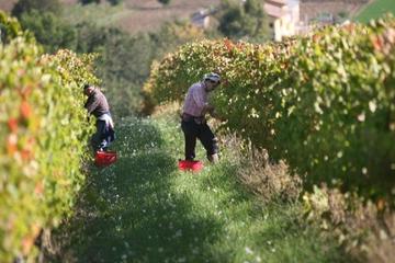 Wine Tour and Tasting in Organic Winery in Umbria