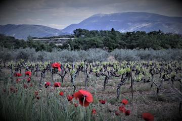 Half Day to visit around Vaison la Romaine